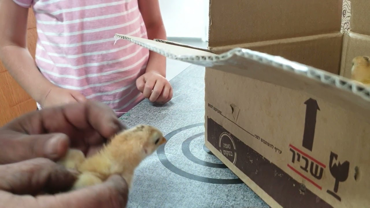 מה רבו מעשיך ה ...בקיעת אפרוחים