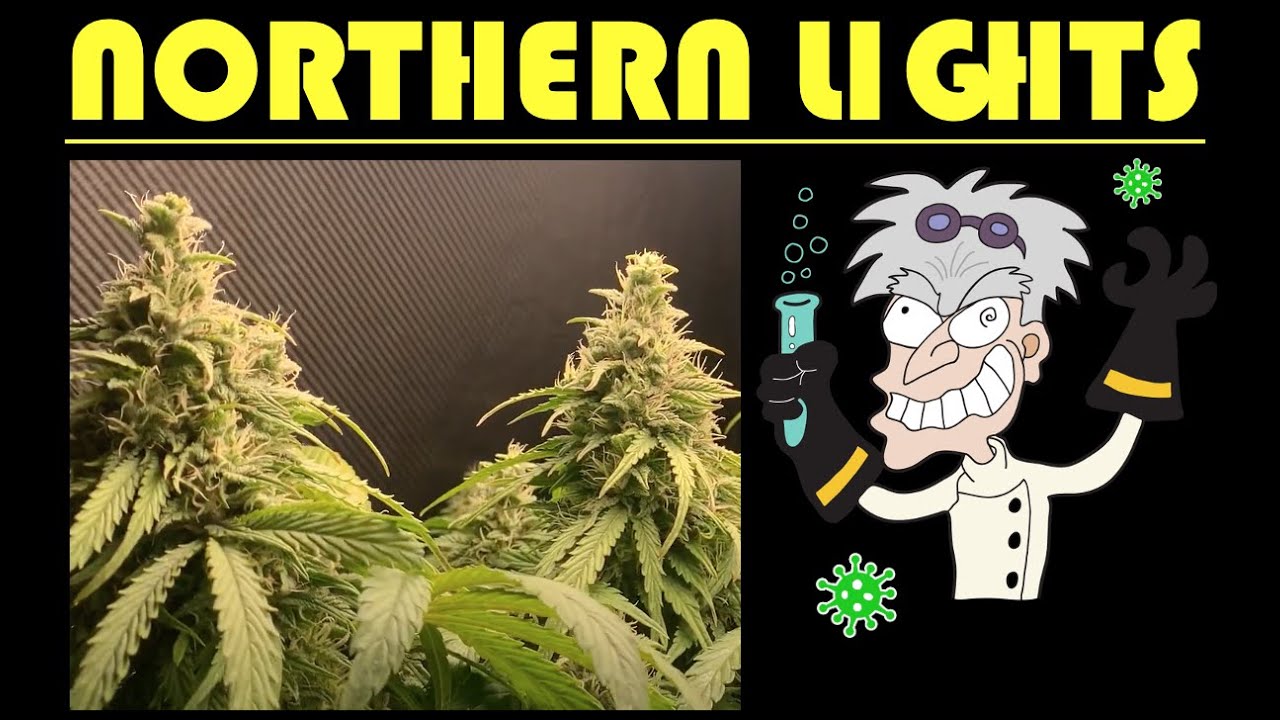 Week 12 Crop king seeds northern lights Autoflower