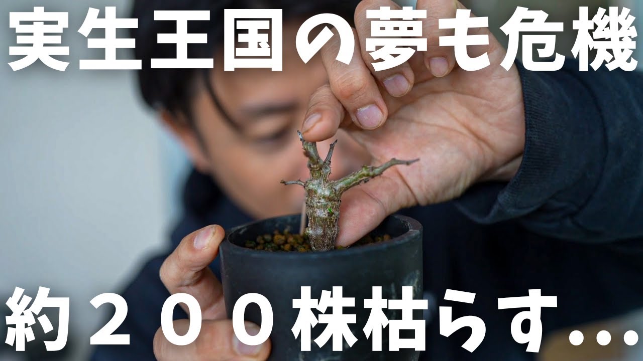 【塊根植物２００株近く枯らす悲劇】センナメリディオナリスの植え替え