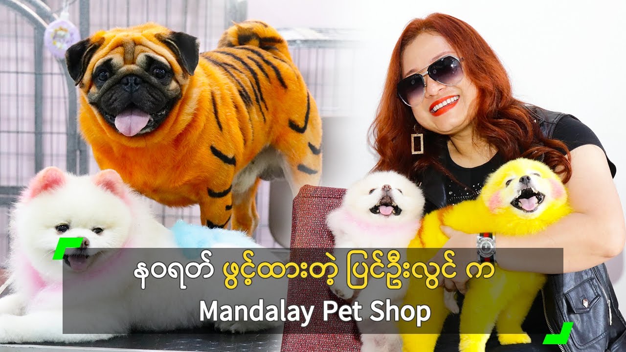 နဝရတ် ဖွင့်ထားတဲ့ ပြင်ဦးလွင် က Mandalay Pet Shop