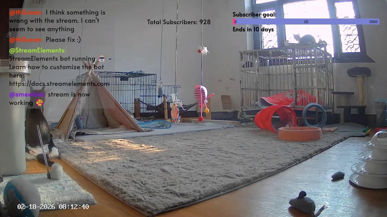 Live with Our Special Needs Kitties at Whisker House