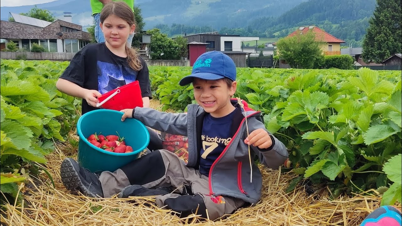 Strawberry picking while unlimited eating 🍓🍓🍓