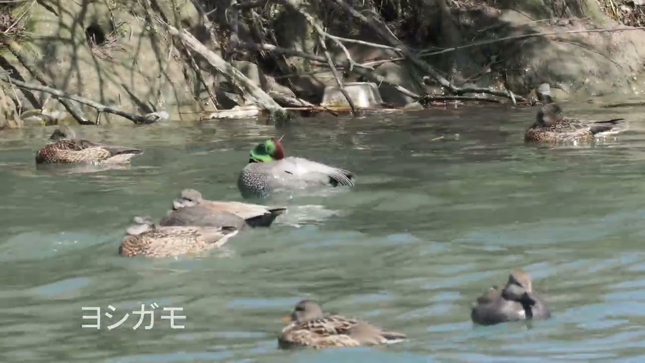 今日観察したカモたち【野鳥】