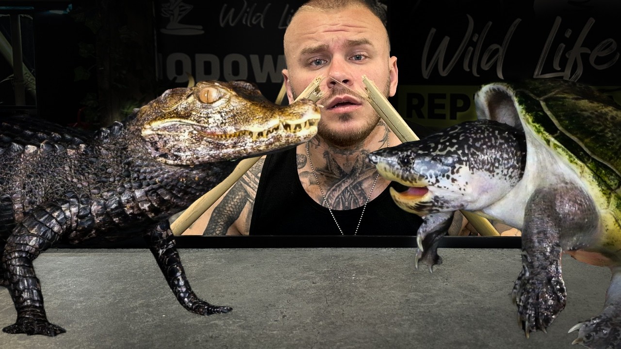 ❗️TEST ŁAMANIA KOŚCI❗️ŻÓŁW VS KAJMAN❗️