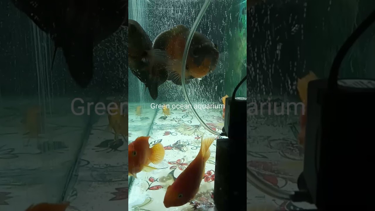 Oscar fish |Tiger oscar | Parrot fish | Cooper oscar fish |aquarium |