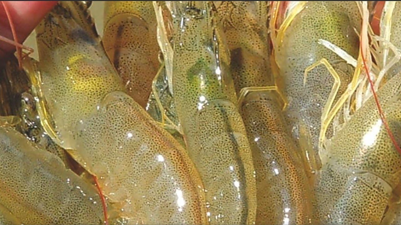 40 days vanamei shrimp growth in pond.(abw-6gm)
