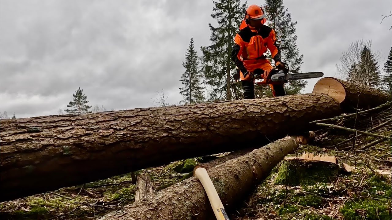 Husqvarna 560 XP G - Logging - Felling spruce + pine