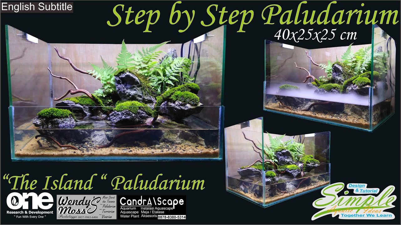 Step by Step Simple Paludarium 
