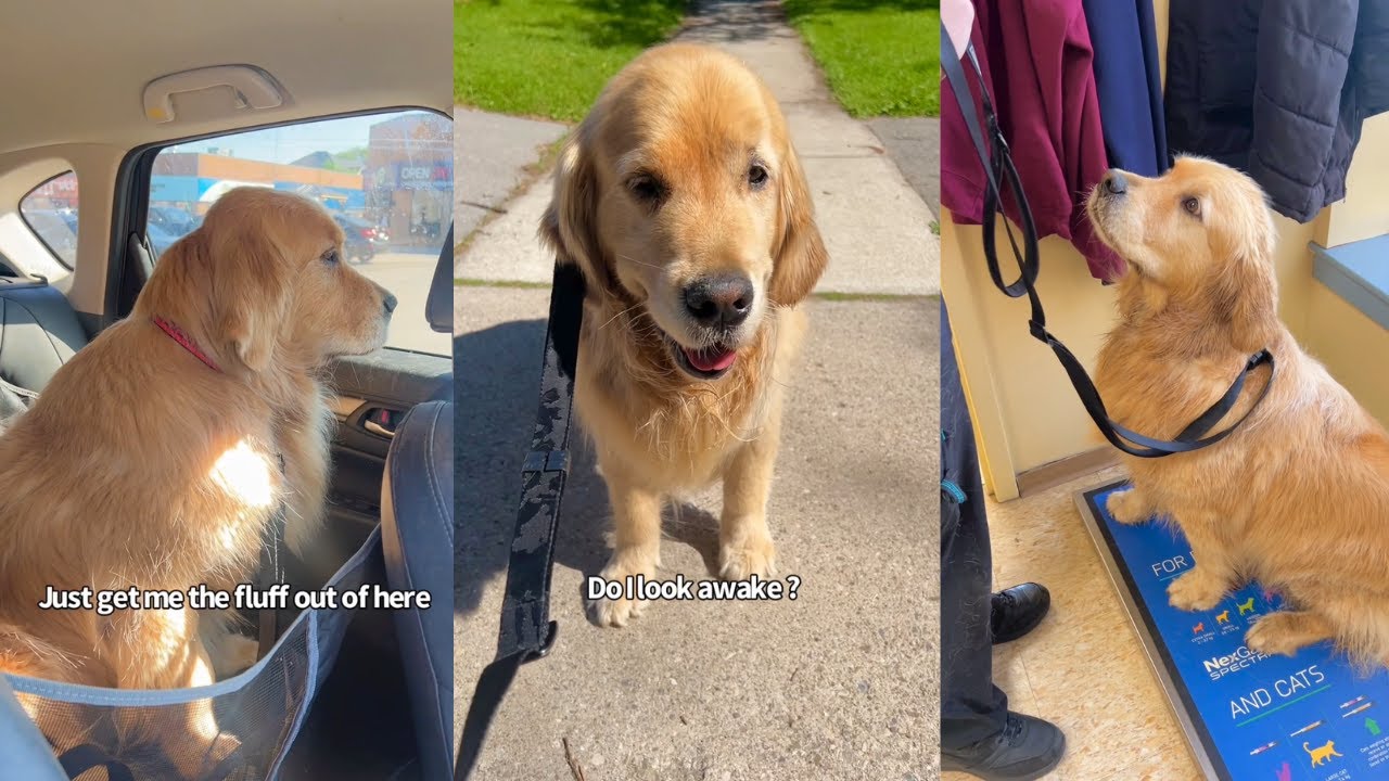 Golden Retriever Has Surgery To Remove A Lump From On His Ear