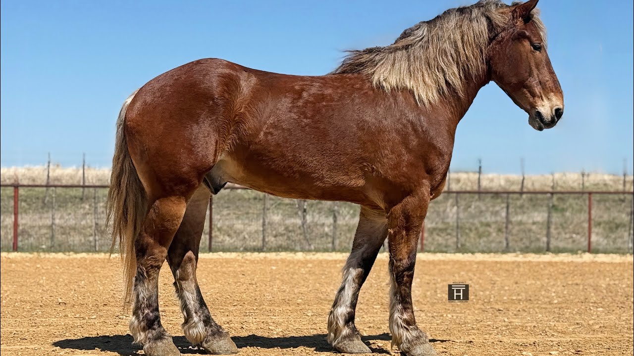 Theodore - 2019 Draft Cross Gelding