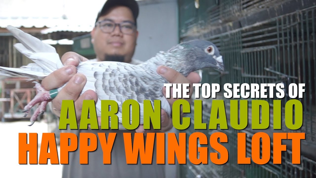 The Top Secrets of Happy Wings Loft in Offcolor Racing Pigeon Part 1