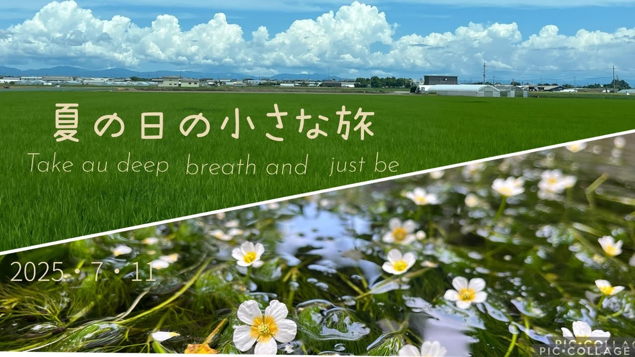 滋賀米原伊吹・醒井地蔵川「梅花藻」夏の日