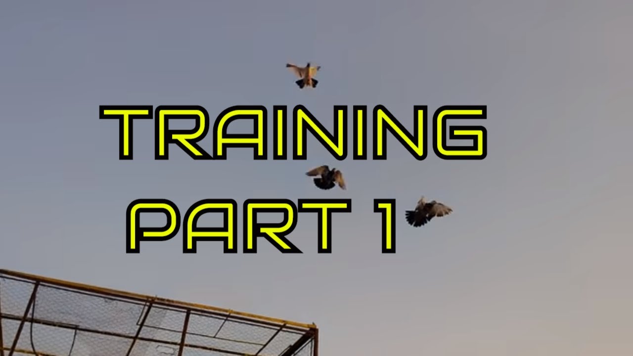 Training high flying pigeons-letting your pigeons out side the loft - Pigeons Training part one