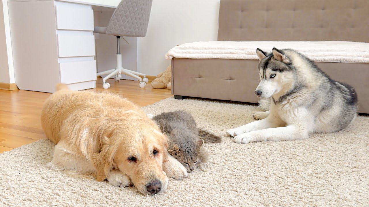 Jealous Husky Reacts to Fluffy Cat and Golden Retriever — Too Funny!