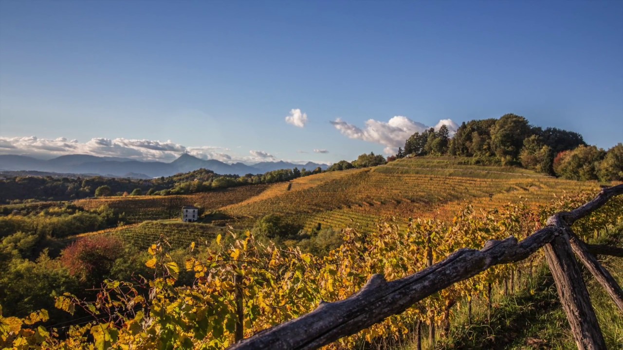 Colli Orientali del Friuli 2016