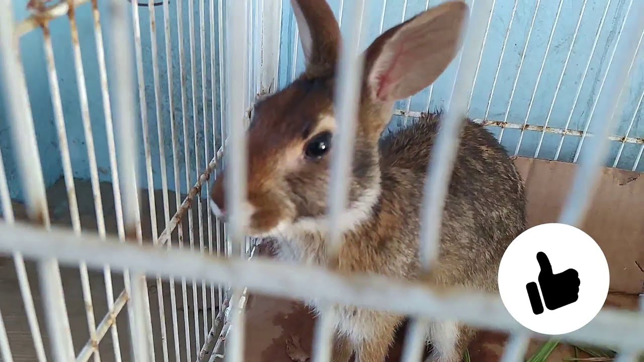 Coelho Tapiti ou selvagem (Sylvilagus brasiliensis) Rabbit Tapiti.