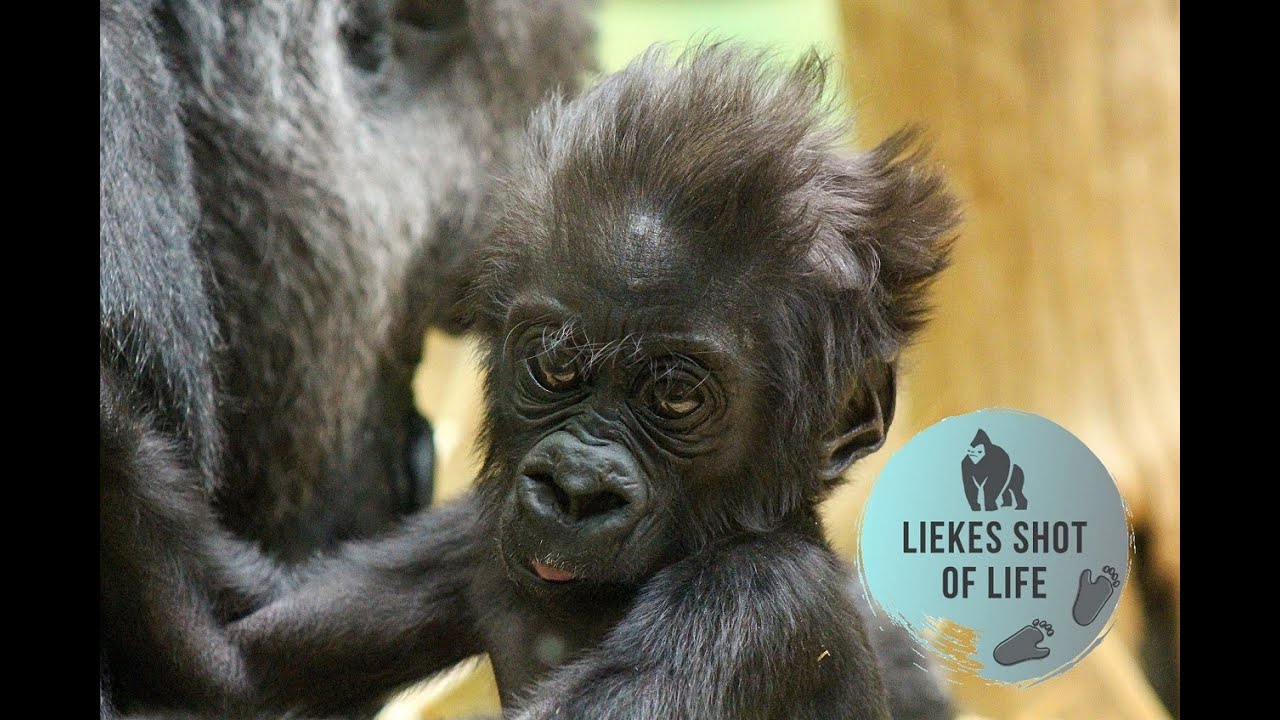 GORILLA VIZAZI LOVES MOMMY MAMBELE