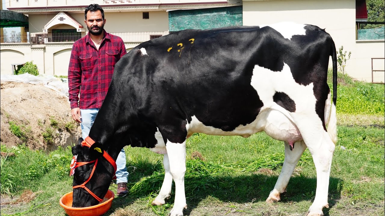 एक और चैंपियन एच एफ गाय का बुल पशुपालकों के लिए उपलब्ध👍👍 Bull-Black Panther launching by HSB ￼