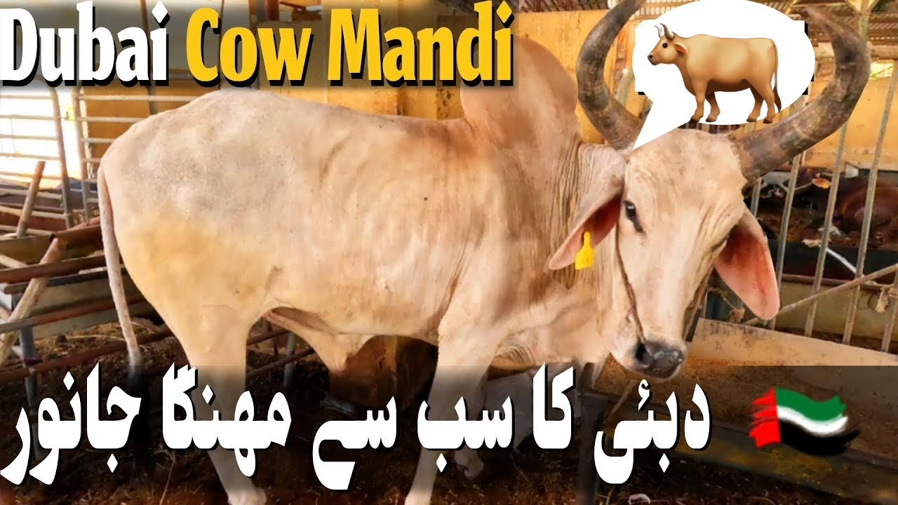 Dubai Biggest Cow Mandi 2024 | Expensive Cow 50K Dirham | Cattle Market UAE