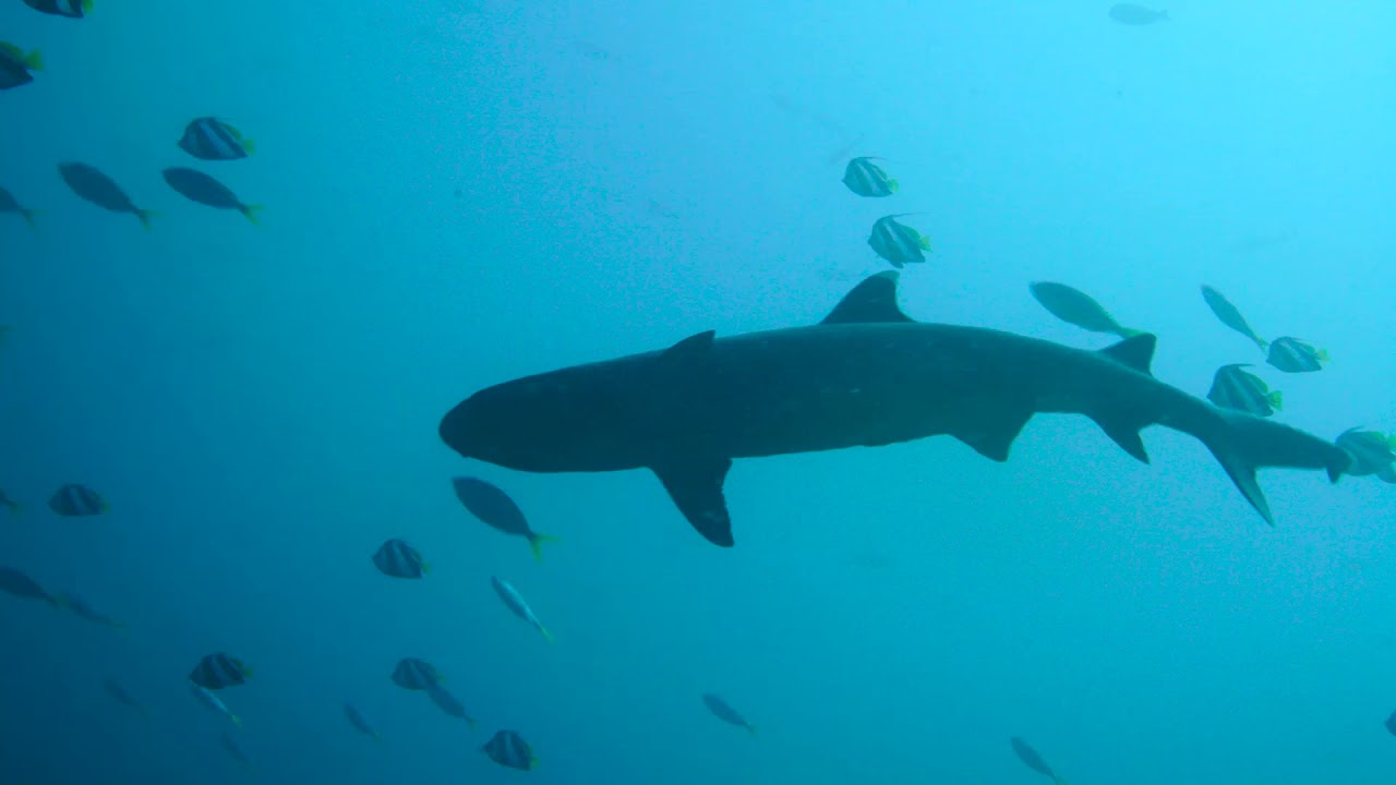 Mikumba Diving Komodo