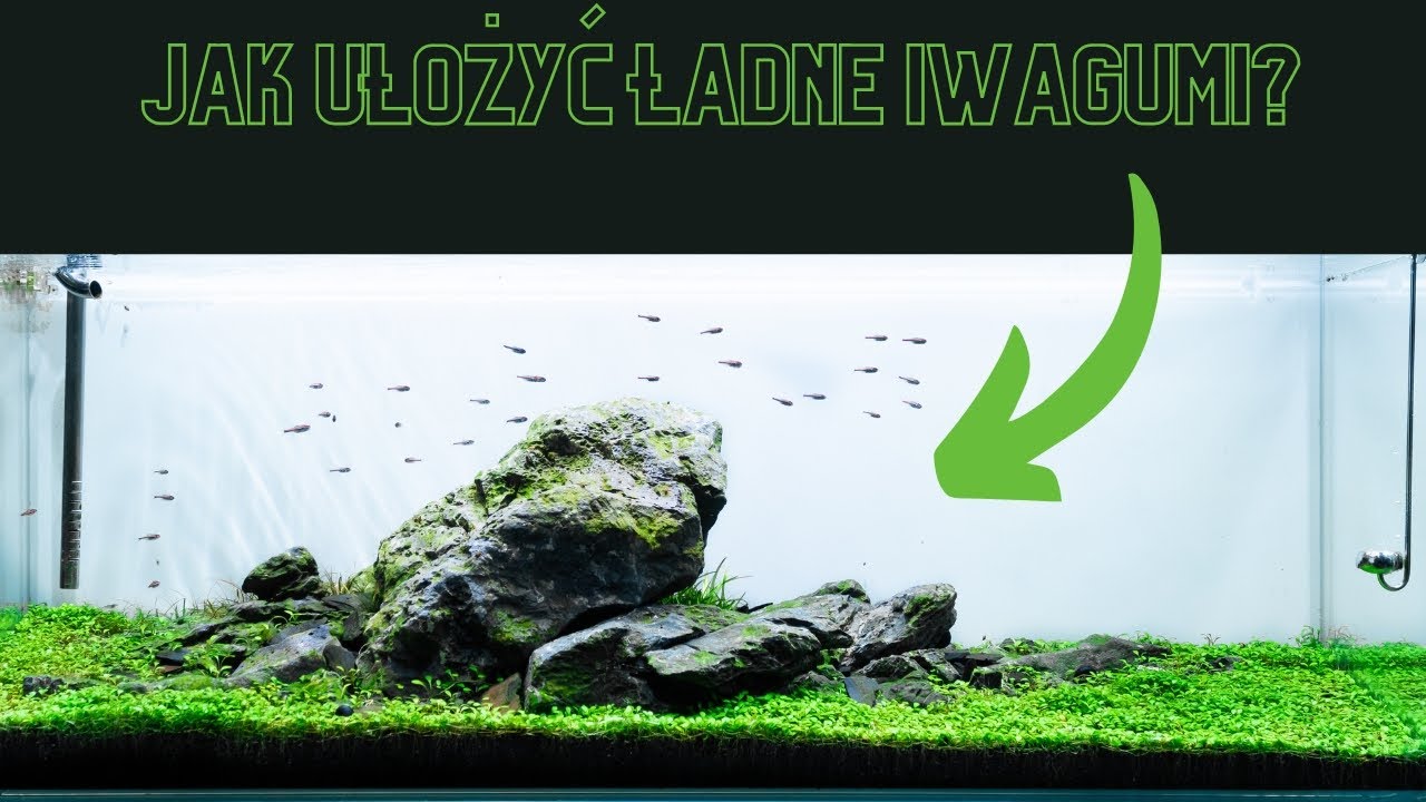 Zakładamy akwarium w klasycznym stylu IWAGUMI!
