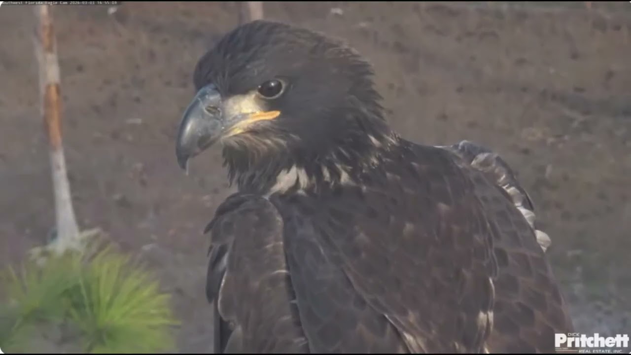 SWFL. E26 close-ups at 75 days of age 😍 / 2026-03-03