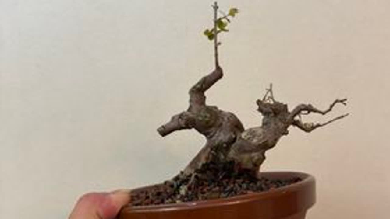 雀梅商品桩爆改。这是一期非常不容易的分享视频。拼拼凑凑做成的视频，强者从不抱怨困难#雀梅 #盆栽 #绿植 #盆景 #我的花花草草🌸🌸