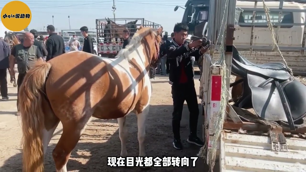 纯血马跟母马配婚，见面就开始疯狂互踢，看是否能成为天生一对#纯血马种#天生一对