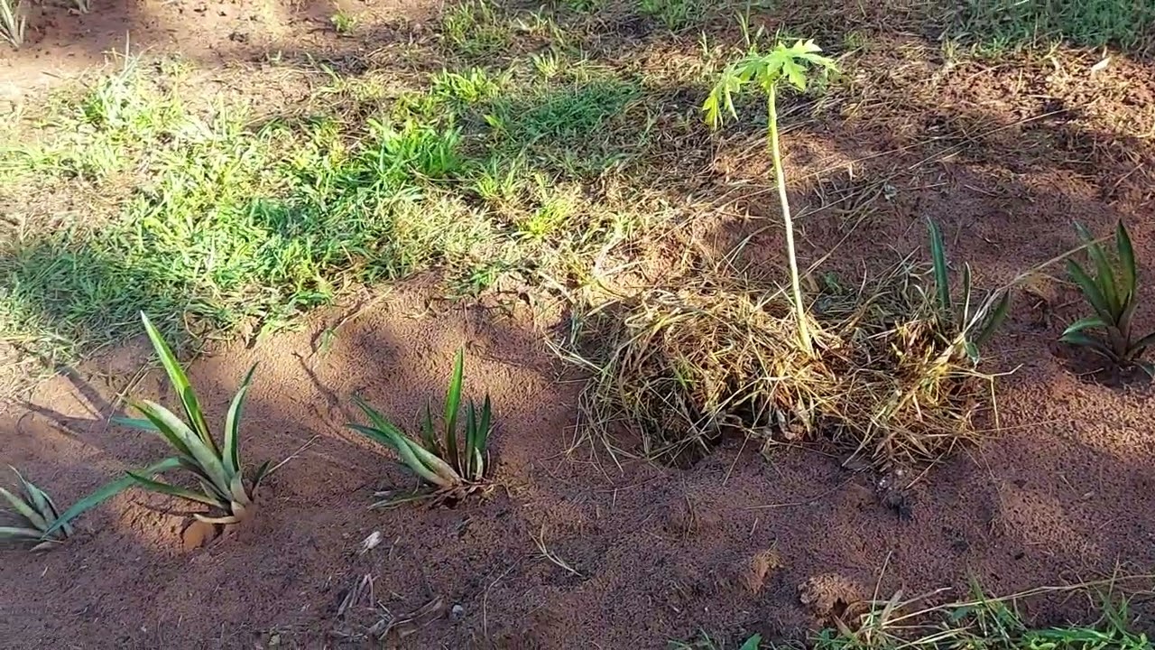 Diversida na lnha que finalizei.#agrofloresta #agriculturaregenerativa 