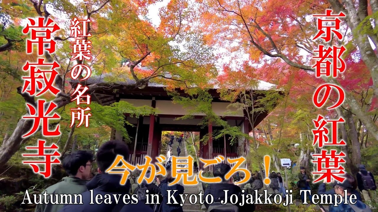 【京都】平安時代から紅葉🍁の名所と言われた地に建つ古寺「常寂光寺」2025年11月24日