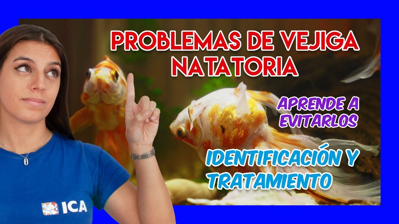 PROBLEMA DE VEJIGA NATATORIA - Qué es, cómo evitarlo y CÓMO CURARLO