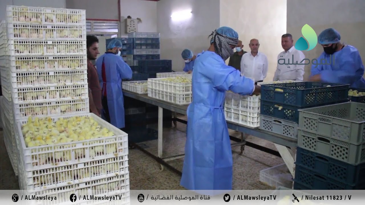 الموصلية تواكب مراحل العمل باحد المفاقس بناحية بعشيقة والذي يساهم في دعم السوق المحلية