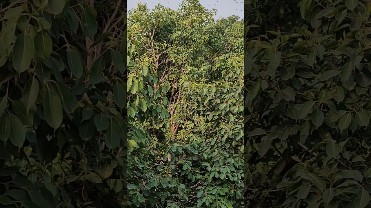 Swarming Honey Bees Found in Blueberry Tree