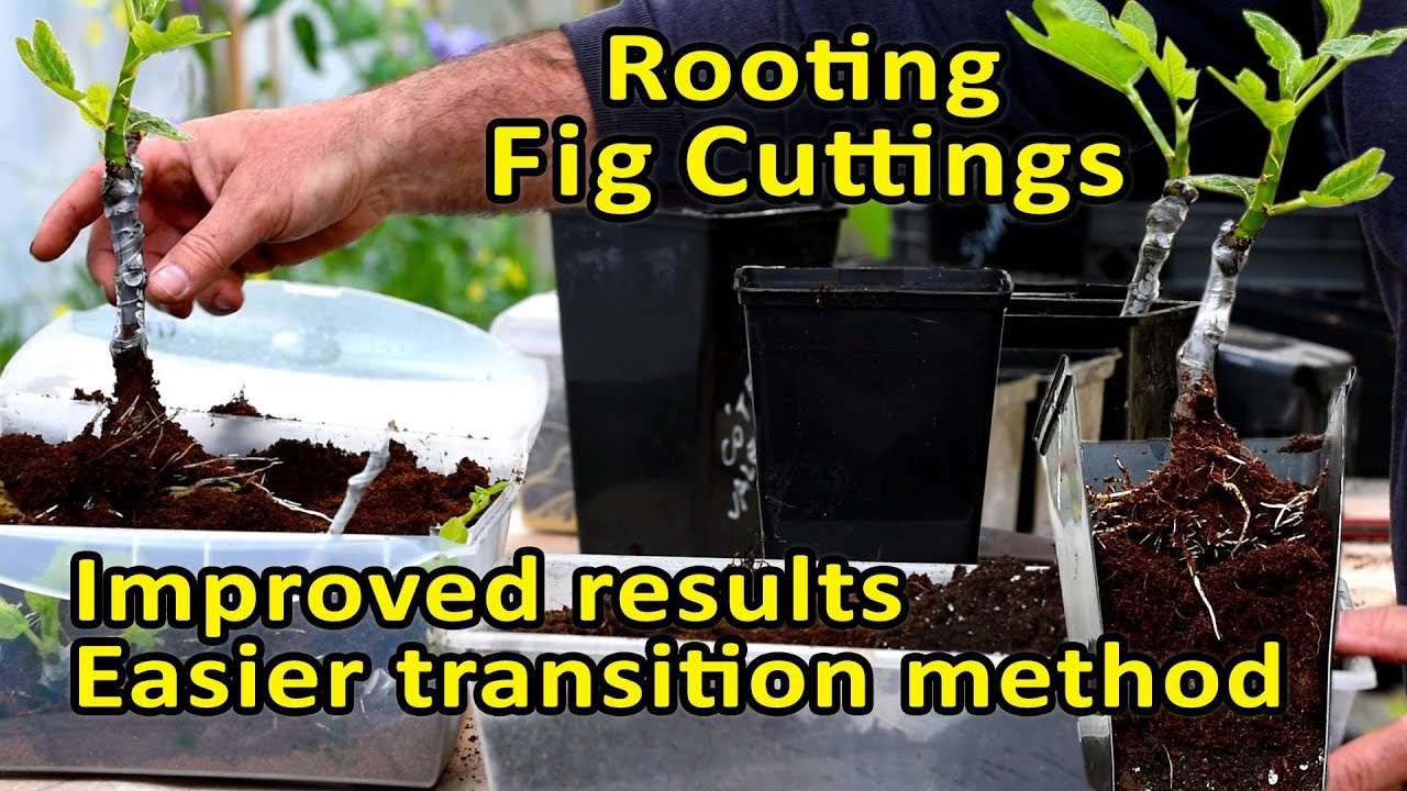 Rooting Fig Cuttings |  No transplant shock - Better results when rooting cuttings