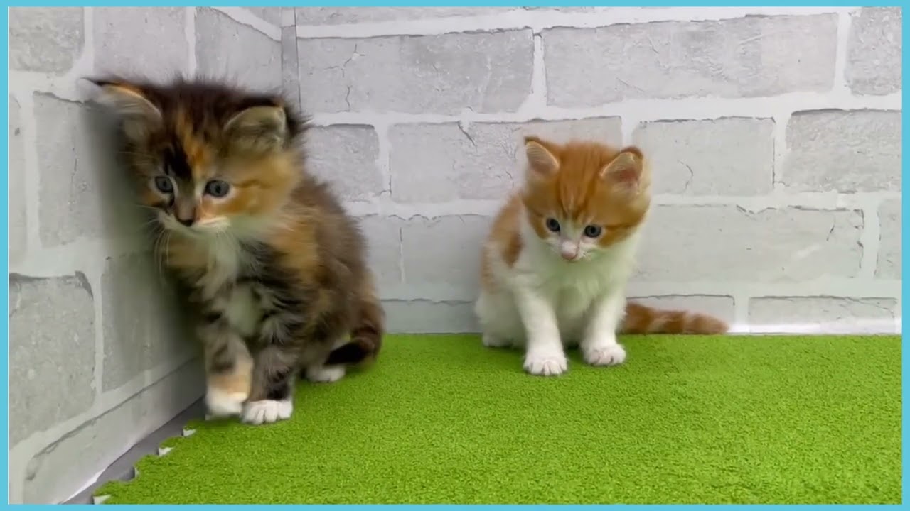 Coo&RIKU　No.00750745 メインクーン