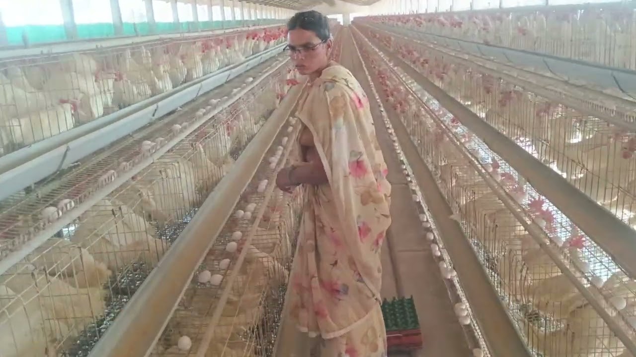 కోళ్ళ ఫారంలో గుడ్లు సేకరణ part - 1  రియల్ సౌండ్స్!!🐔🐔