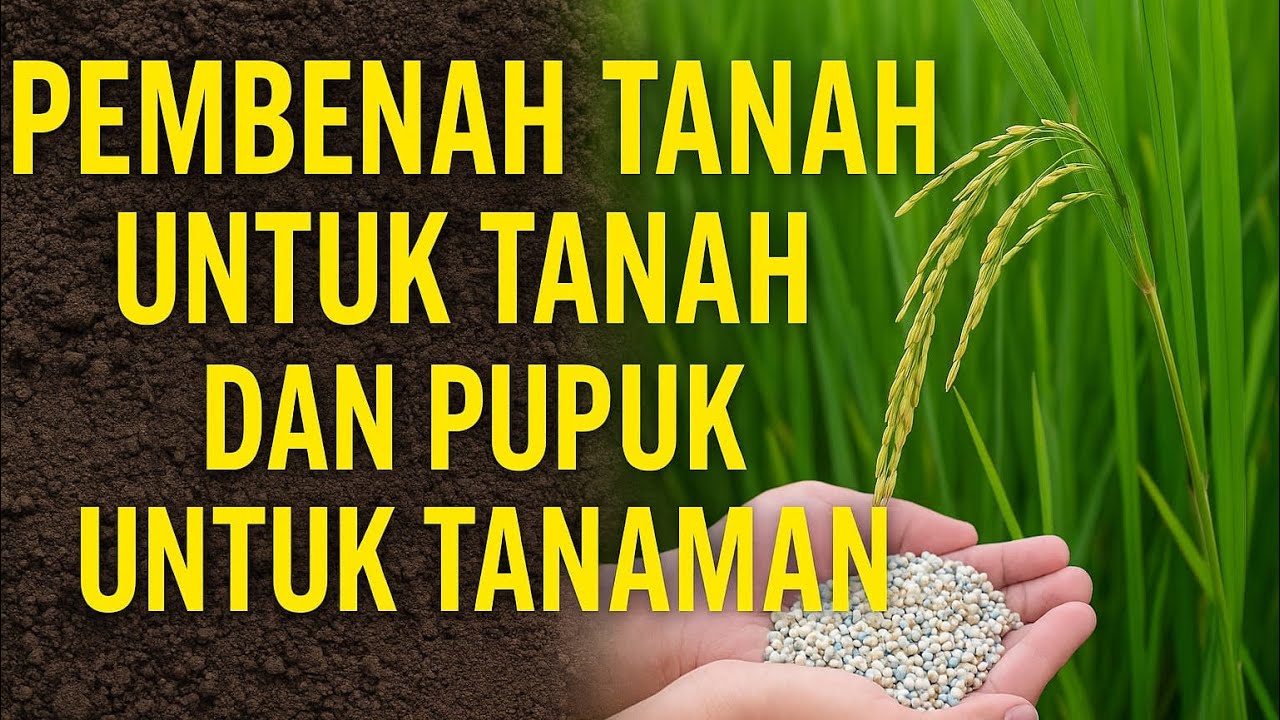 PEMBENAH TANAH UNTUK TANAH DAN PUPUK UNTUK TANAMAN‼️