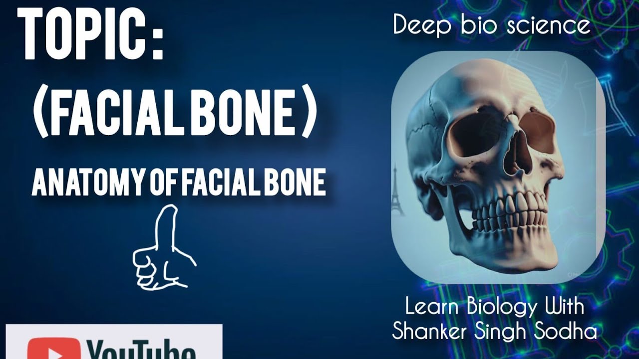 Facial Bone and their function for class 10th and 12th Biology 