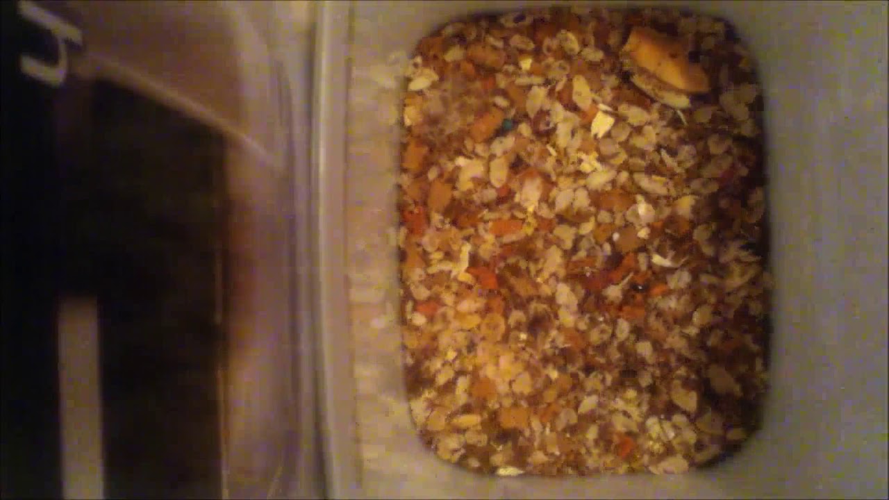 Dermestids: Attagenus unicolor Time-Lapse #5