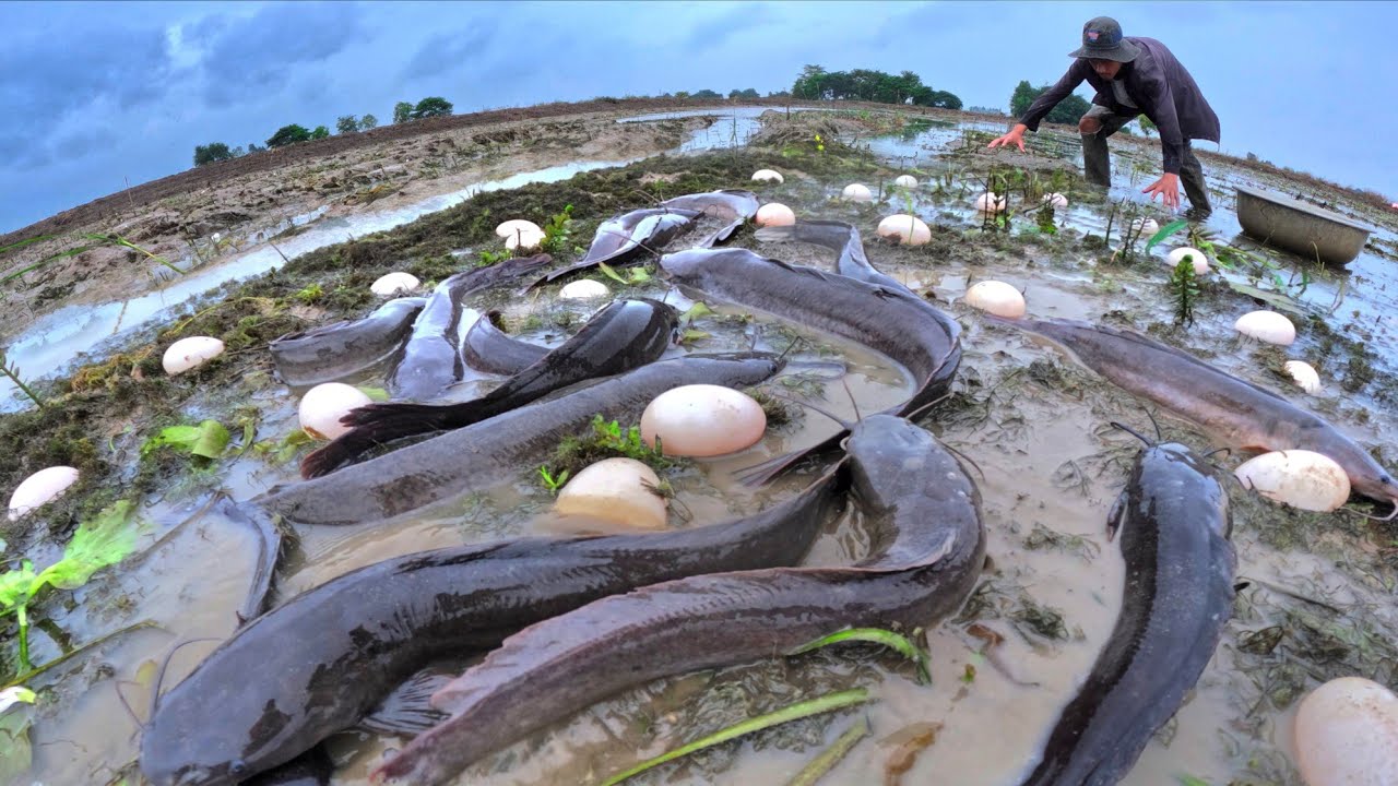 wow Amazing fishing skills, catch a lot of fish in water and pick duck eggs in rice field by hand