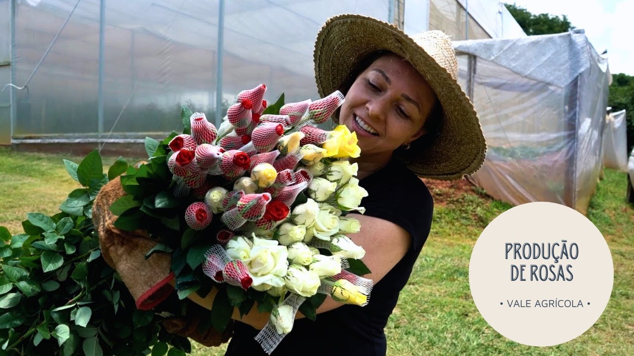 Agricultora que começou do zero produz até 50 dúzias de rosas por dia!