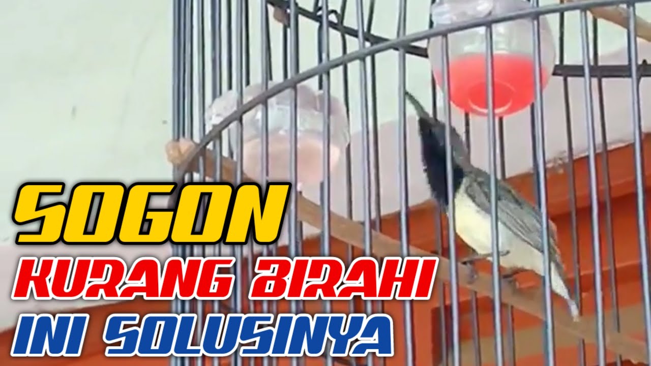 Cara Mudah Menaikan Birahi Sogon || Auto Langsung Moncer Gak Ngobra - Ngobra Lagi 😱😱