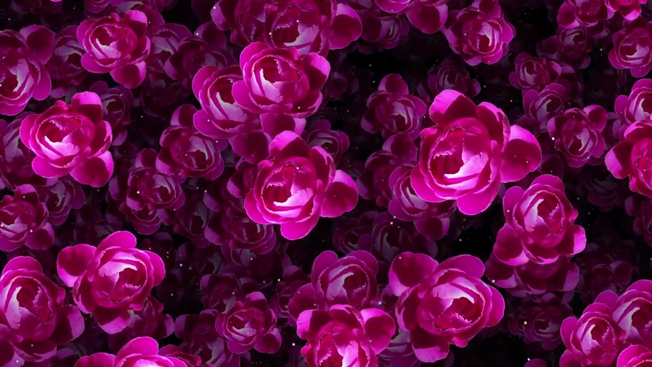 Pink Peony Flowers Falling Animation Motion Graphic Video 4K Overlay Stock Footage