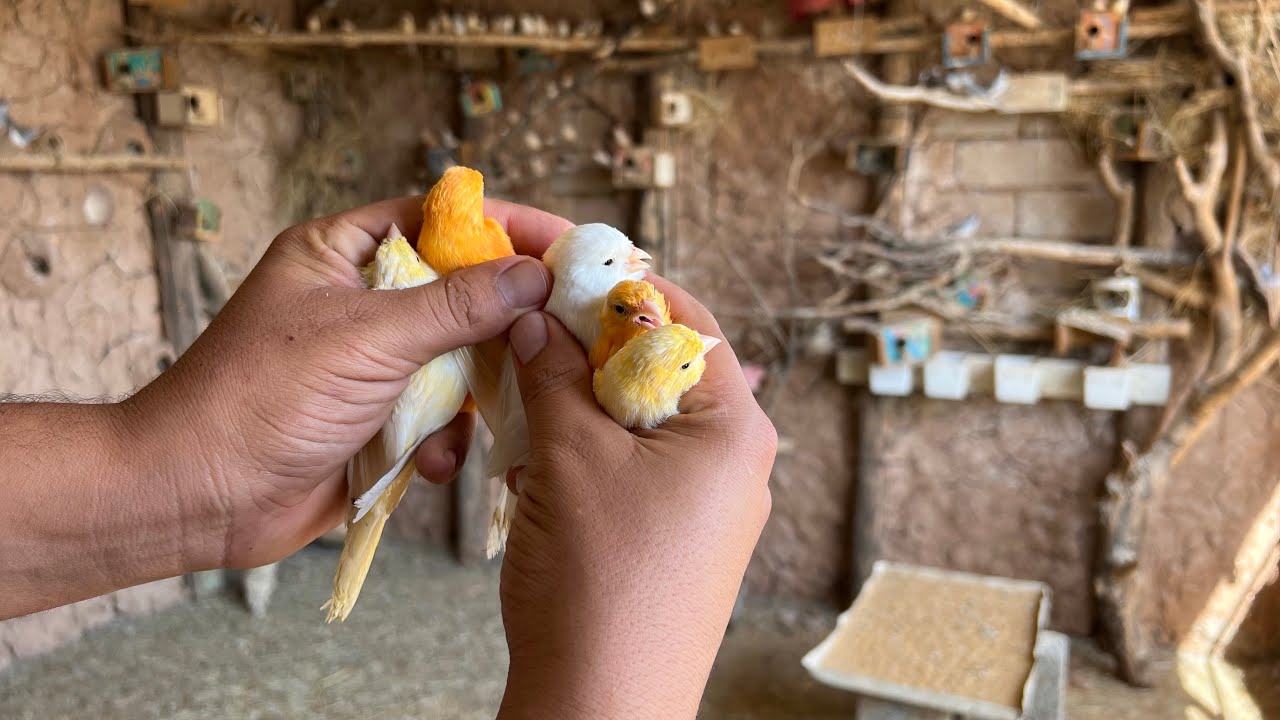محمية الطيور الحسون حمام ملكي فنجس كناري 🕊