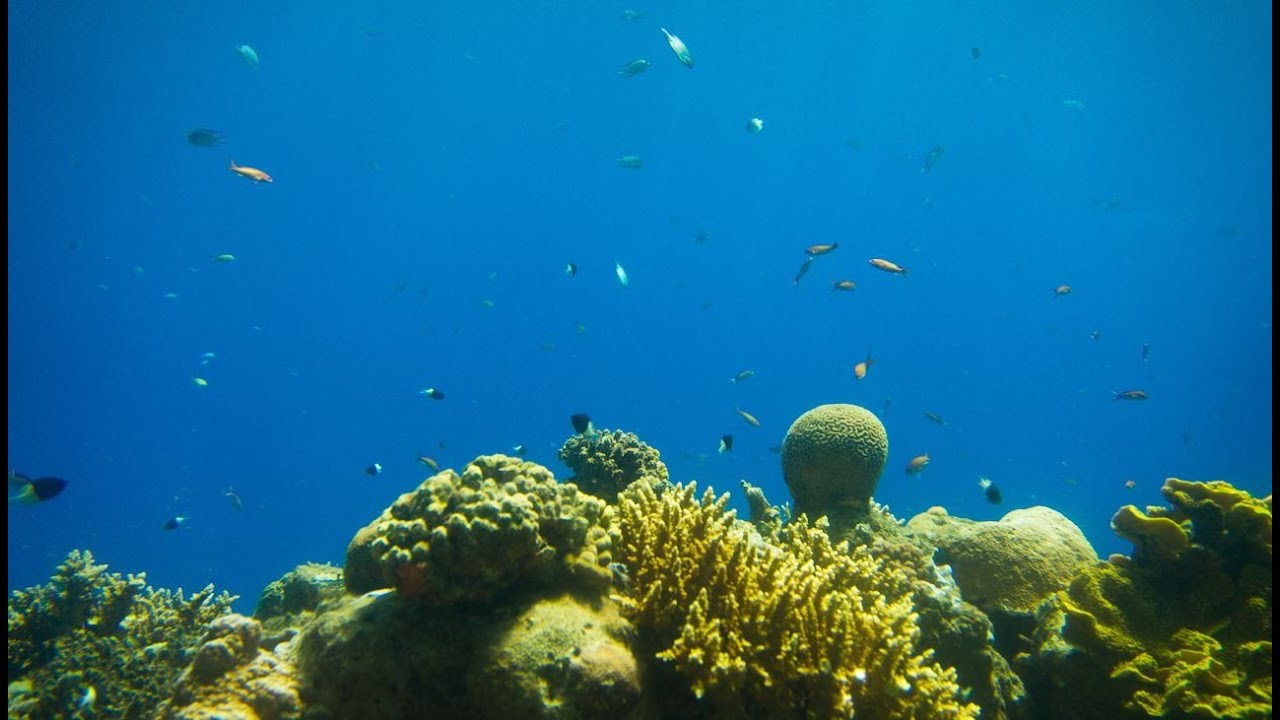 Coral World Underwater Observatory in Eilat, Red Sea, Rotes Meer, Israel