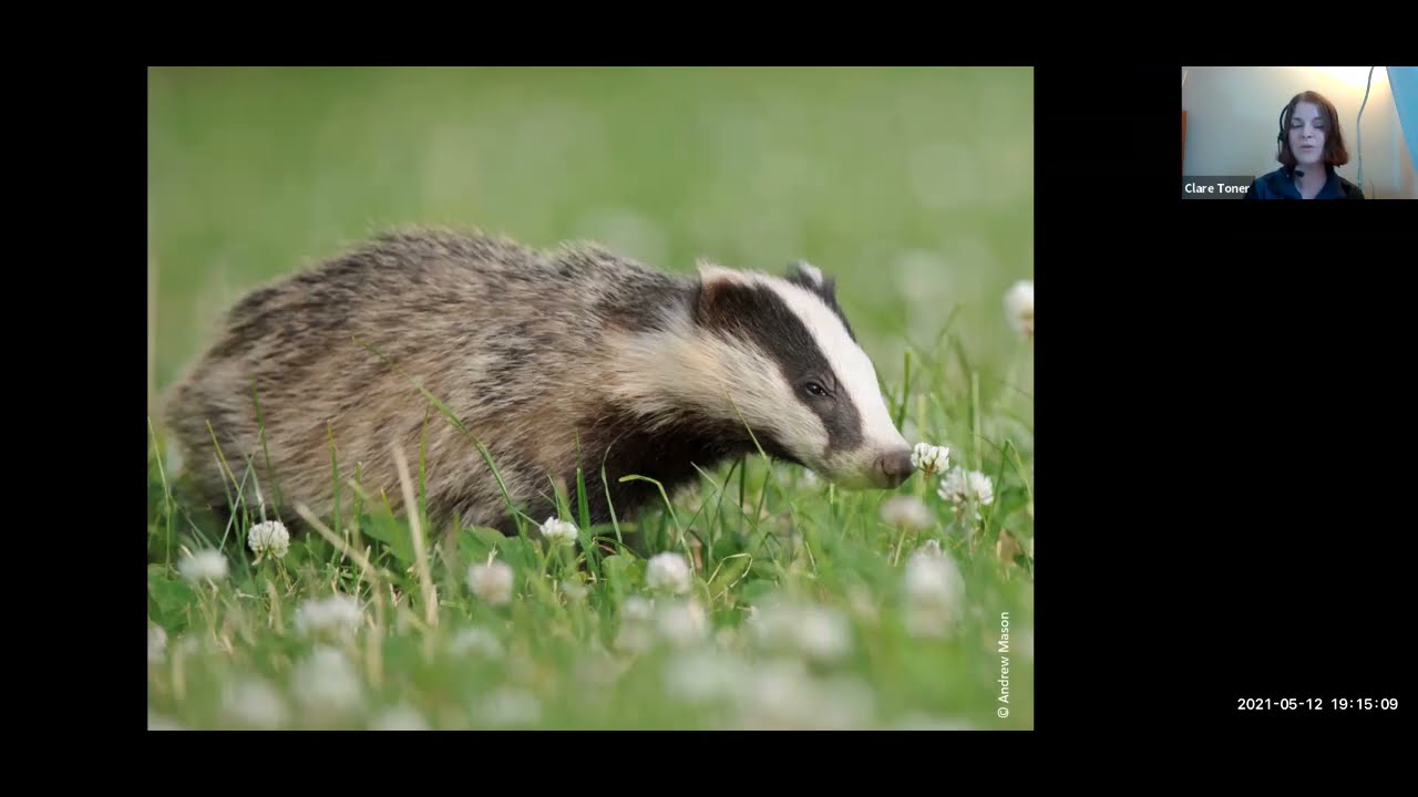 Badgers at Falls of Clyde