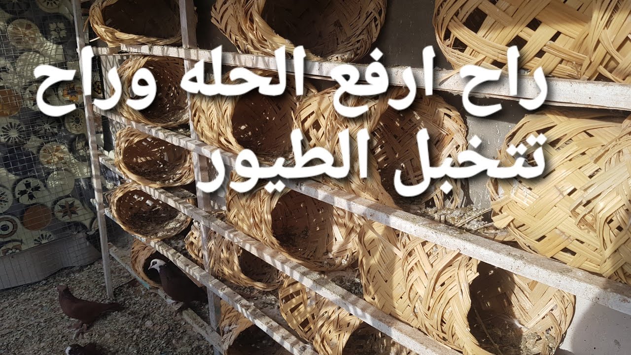 راح ارفع الحله ونخليه عل عوده