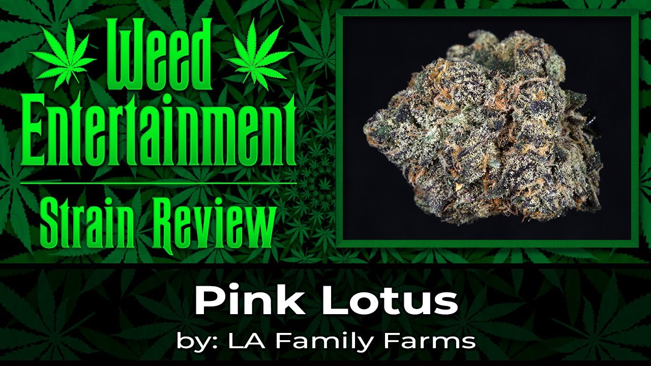 Pink Lotus - by LA Family Farms - Strain Review - January 2023