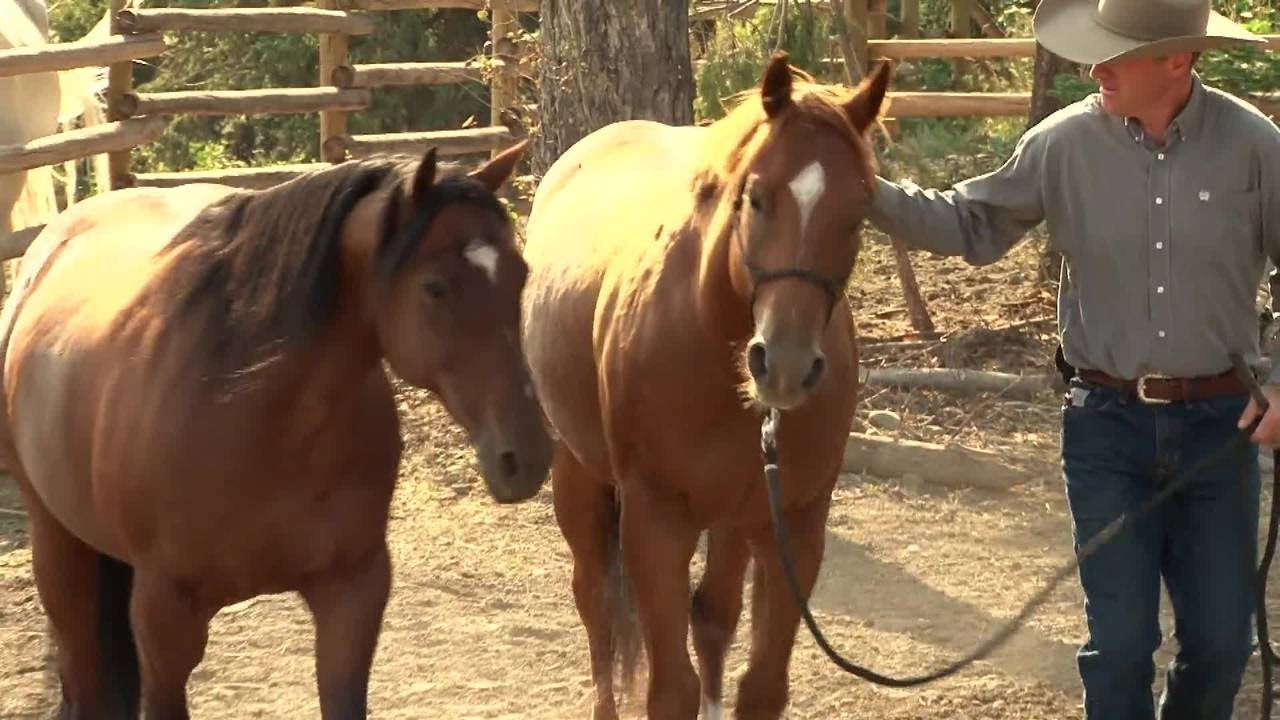 Discover the Thrill of Liberty: Mastering Connection and Feel with Your Horses