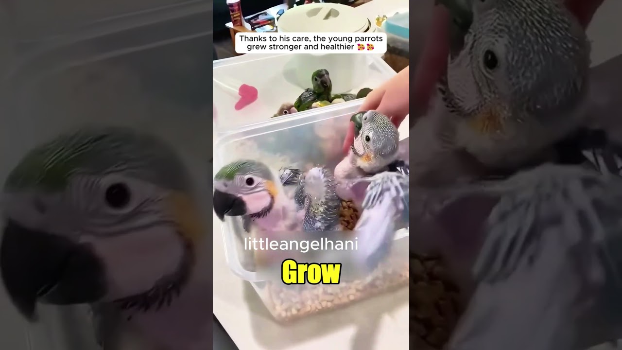 parrot   Rescue ❤️ | Heartwarming #Shorts